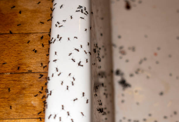 Best Wasp Removal Services  in Louisa, KY